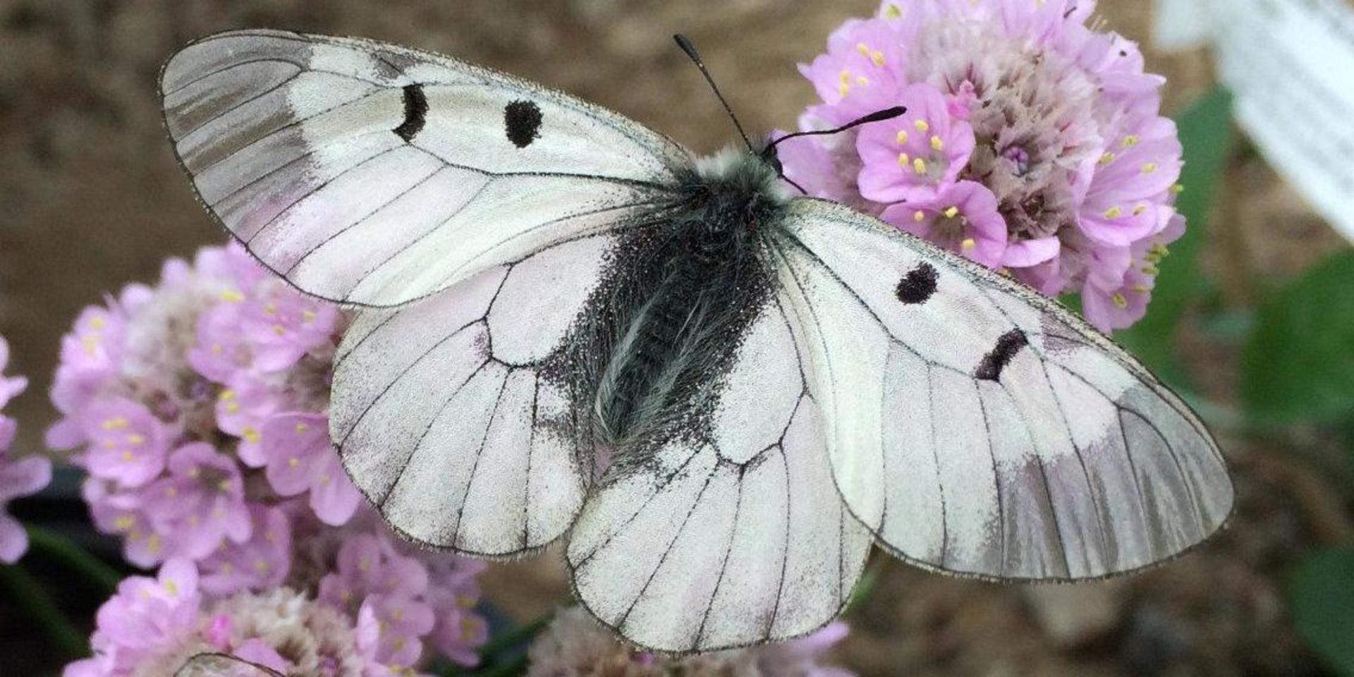 Mnemosynefjärilen är en av tio dagfjärilar som är så hotade att de har särskilda åtgärdsprogram. Två av dessa, kronärtsblåvinge och veronikanätfjäril, verkar ha försvunnit från landet för gott.