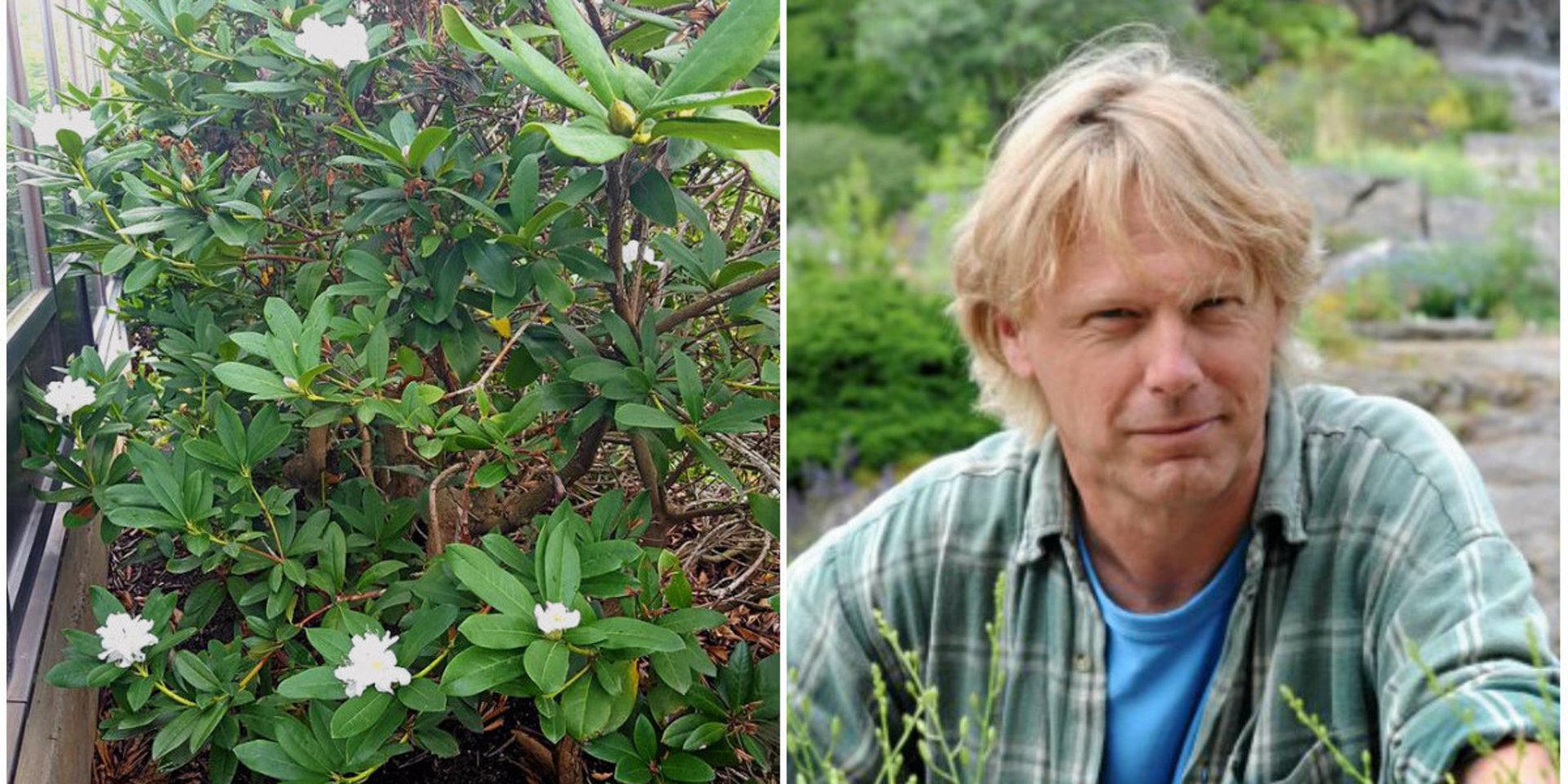 Slitsamt för växter. Rhododendron blommar igen nu på hösten efter värme och regn, säger Mats Havström på Göteborgs botaniska trädgård.