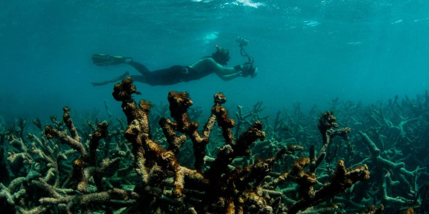 Döda koraller vid Lizard Island, Stora barriärrevet, Australien. Bilden tagen i maj 2016.
