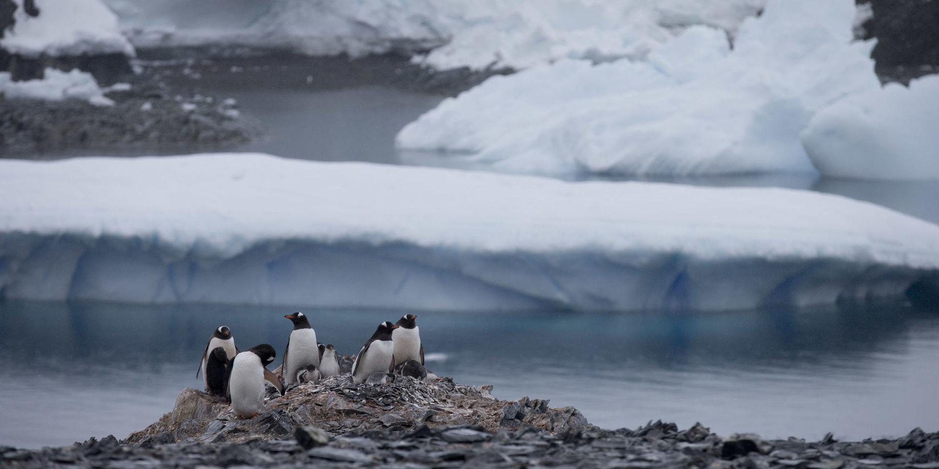 Pingviner nära en chilensk forskningsstation på Antarktiska halvön, där nya värmerekord har noterats. Arkivbild