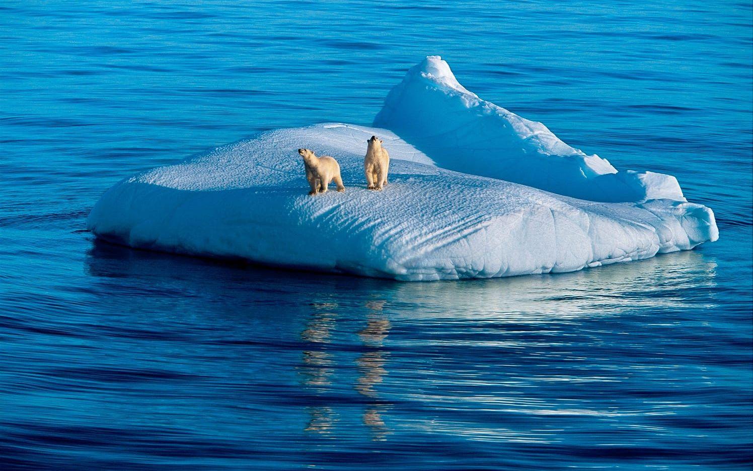 Priset syftar till att uppmärksamma innovationer som kan stoppa klimatförändringarna. Bild: Paul Nicklen - National Geograhic/WWF
