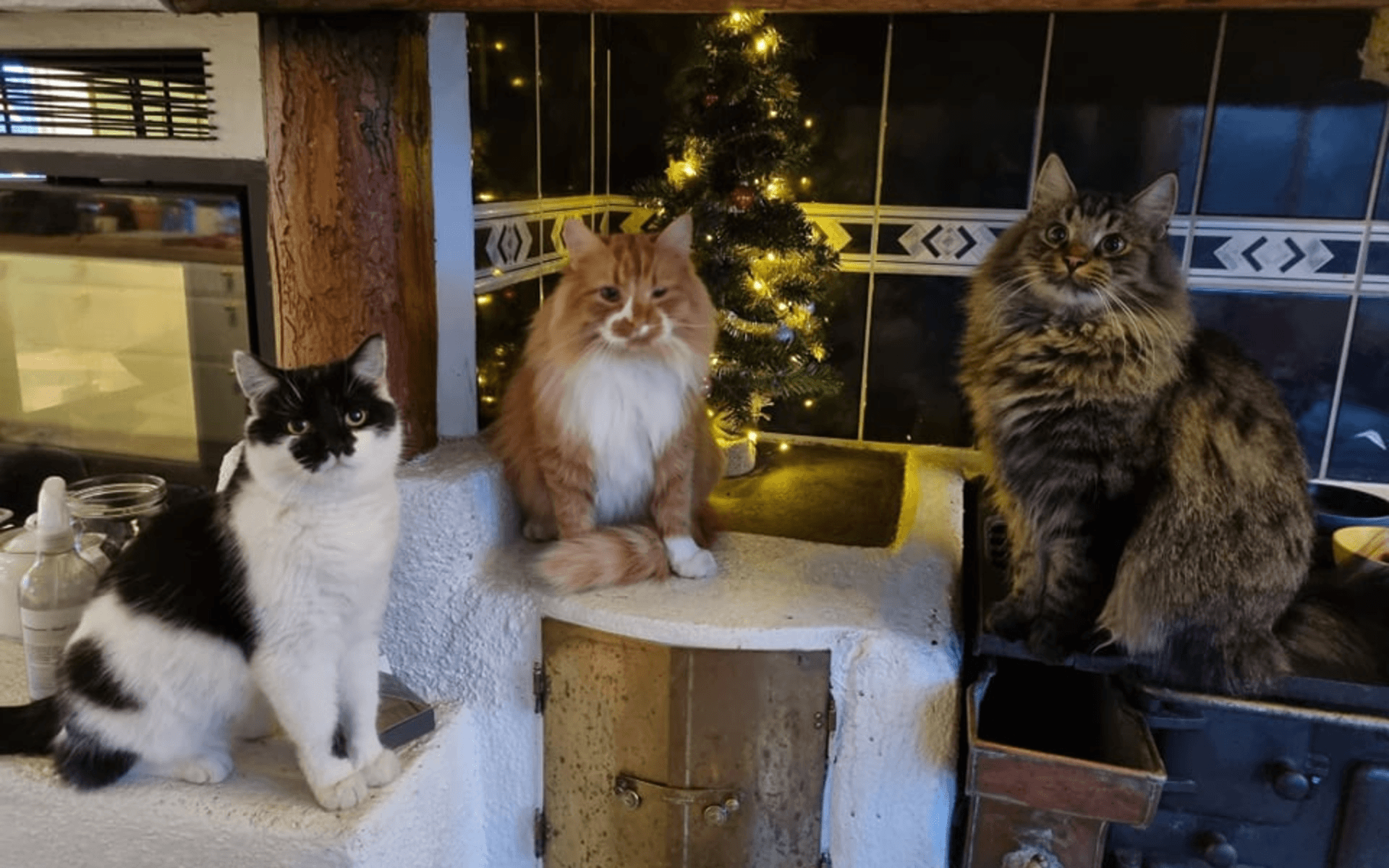 Tulsi, Ola och Alfed har fått sin egen julgran.... men helst hade de bara velat ha lite mer blötmat. 