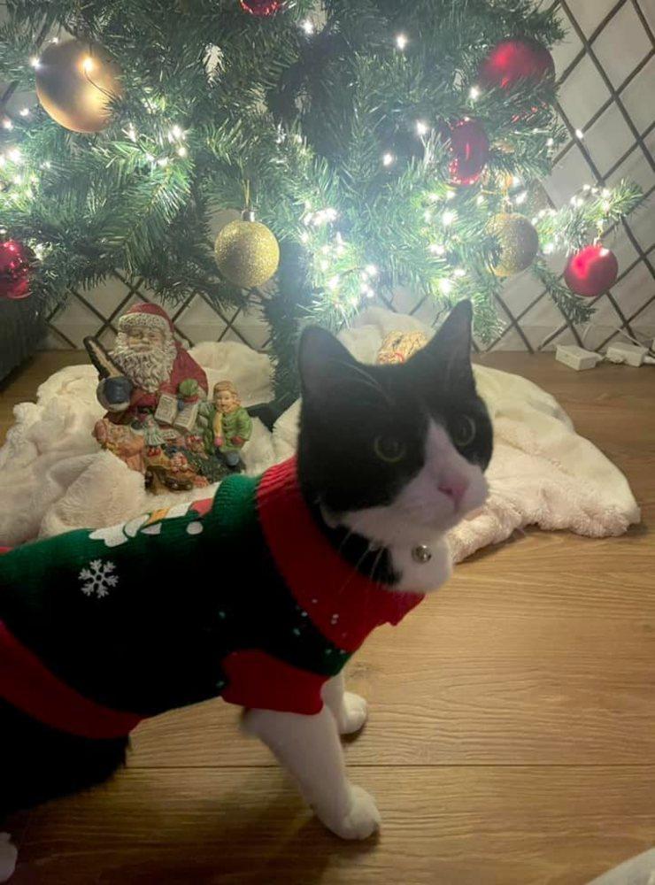 Lucy heter denna lilla pingla på 1,5 år🥰Hon är en bondkatt som älskar att mysa med allt och alla, hon välkomnar alla med öppna tassar 🐾Älskar att hoppa runt i snön och utforska det märkliga gröna glittriga trädet som helt plötsligt dök upp 👀Lucy borde bli årets lussekatt då julen är en mysig och kärleksfull tid vilket beskriver denna fina underbara katt perfekt 🥰