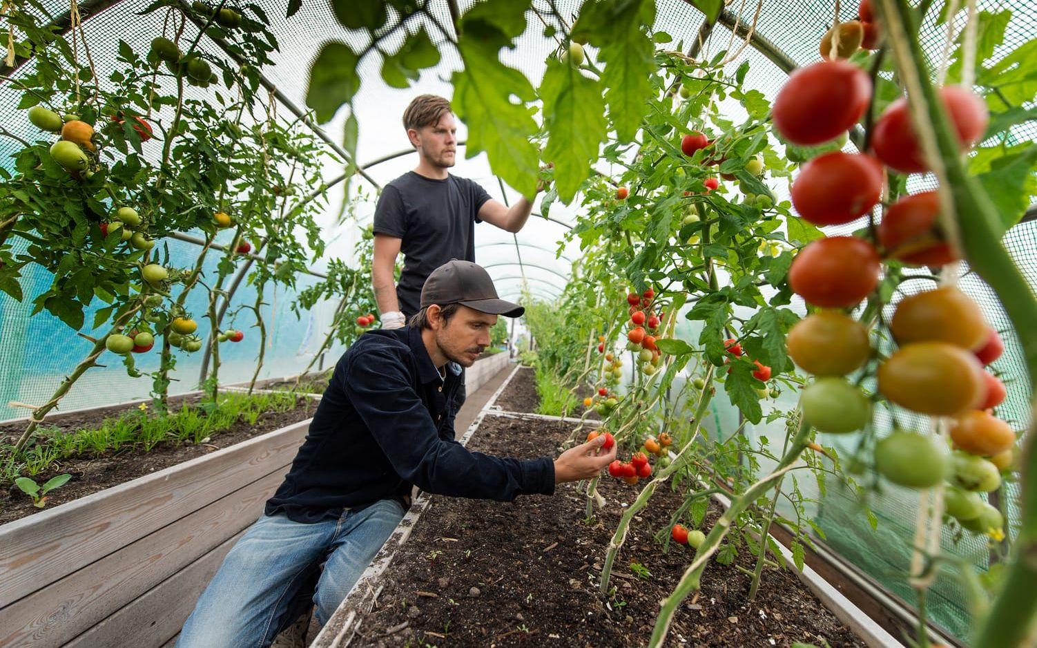 Stegvis. De har drivit upp tomaterna hemma och sedan flyttat ut dem i en odlingstunnel: 150 plantor och nio sorter. Sungold, världens sötaste tomat, är en favorit.