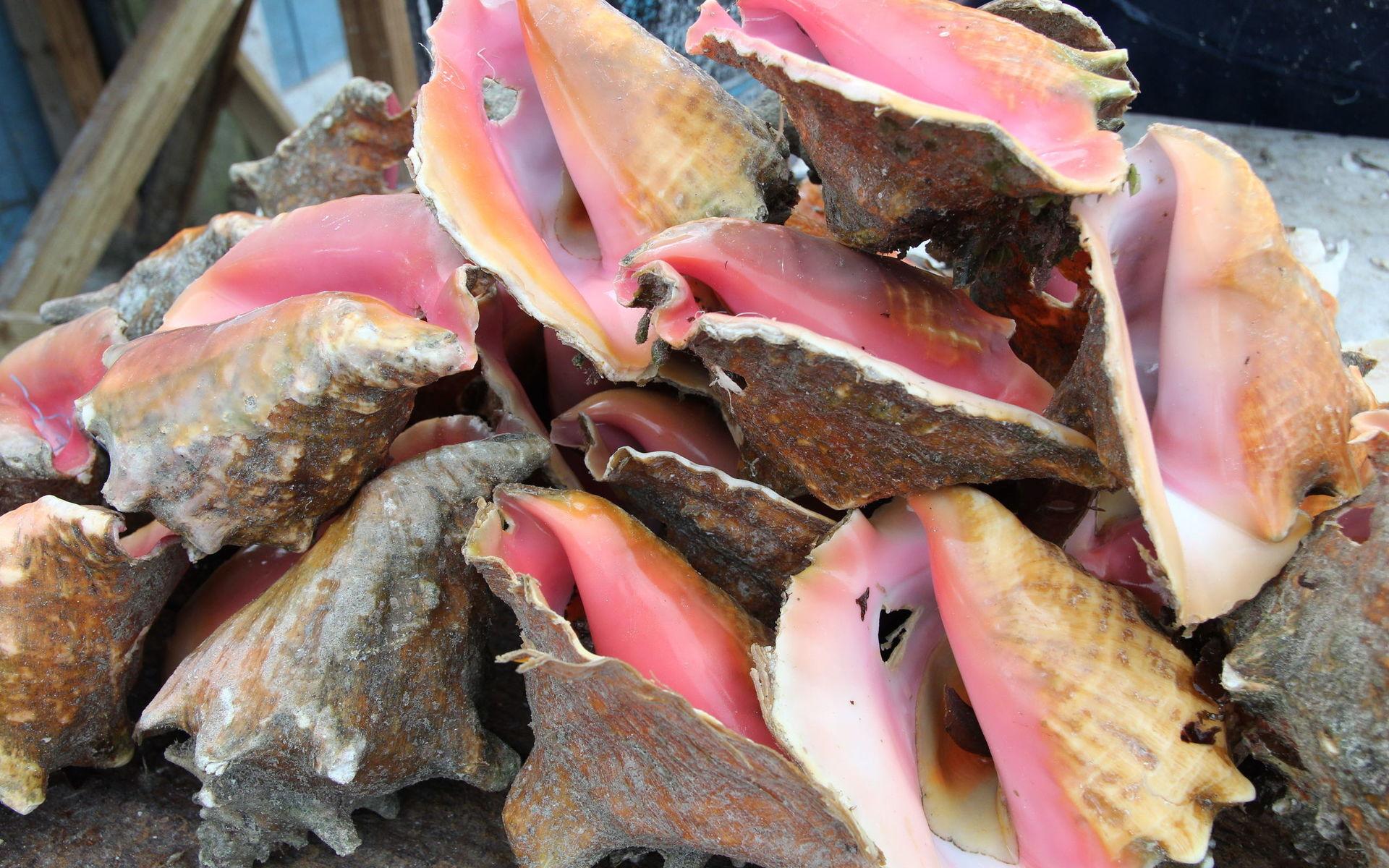 Trumpetsnäckor, kallade conch på Bahamas, har tömts på sitt innehåll för att bli mat.