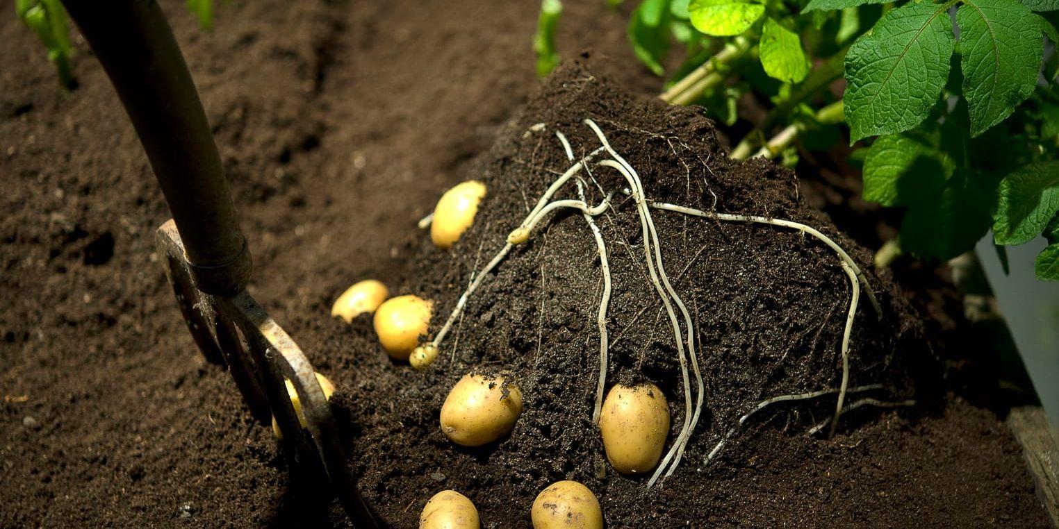 Potatis, en optimal gröda för parasiten. Arkivbild.