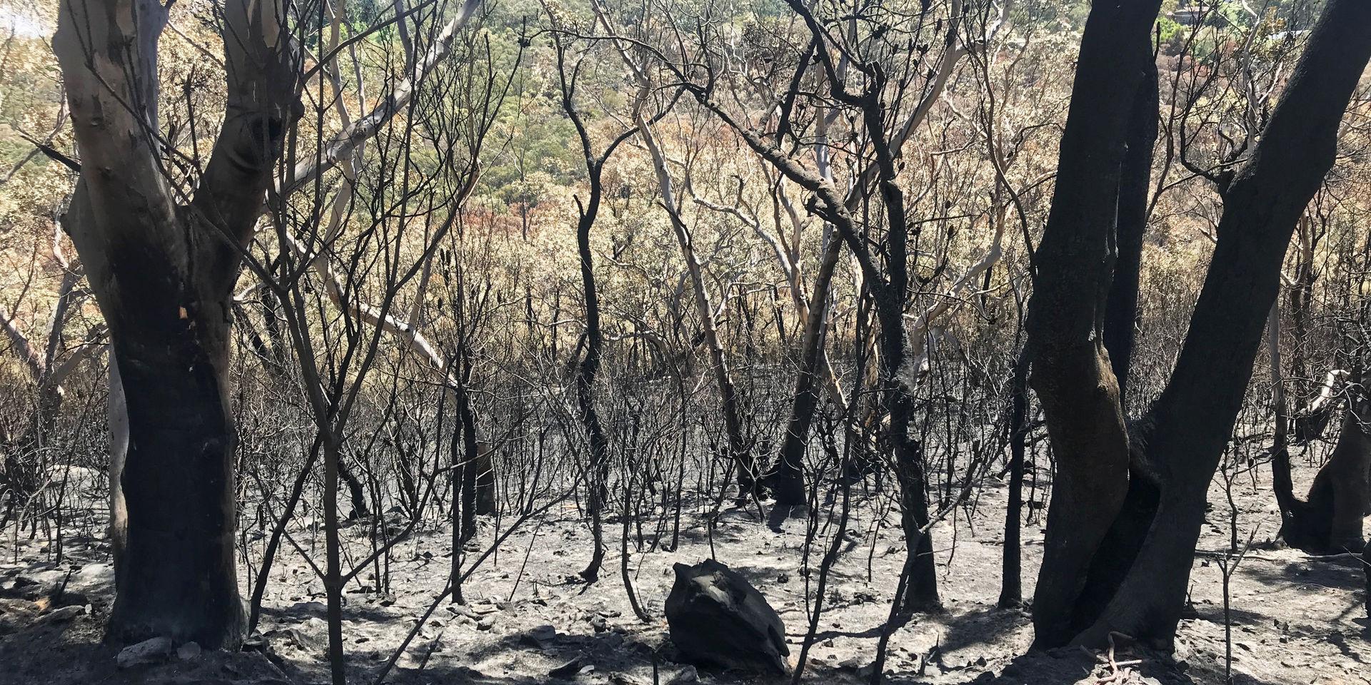 Utbränd skog i Blue Mountains i New South Wales, Australien. Bild från november i fjol.