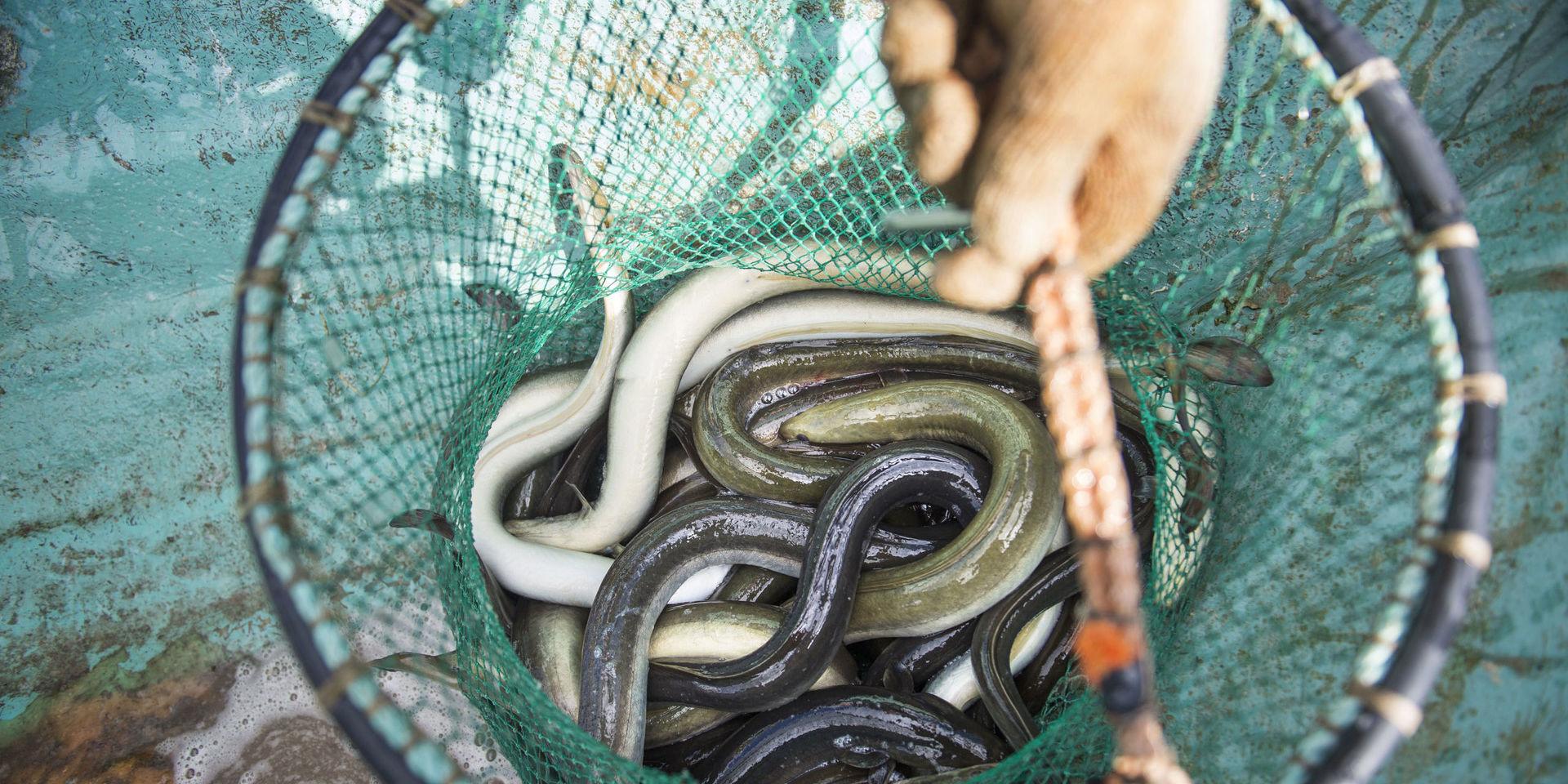 Endast licensierade ålfiskare får ta upp ål. Men i år har många olagliga ålfiskeredskap tagits i beslag. Arkivbild. 