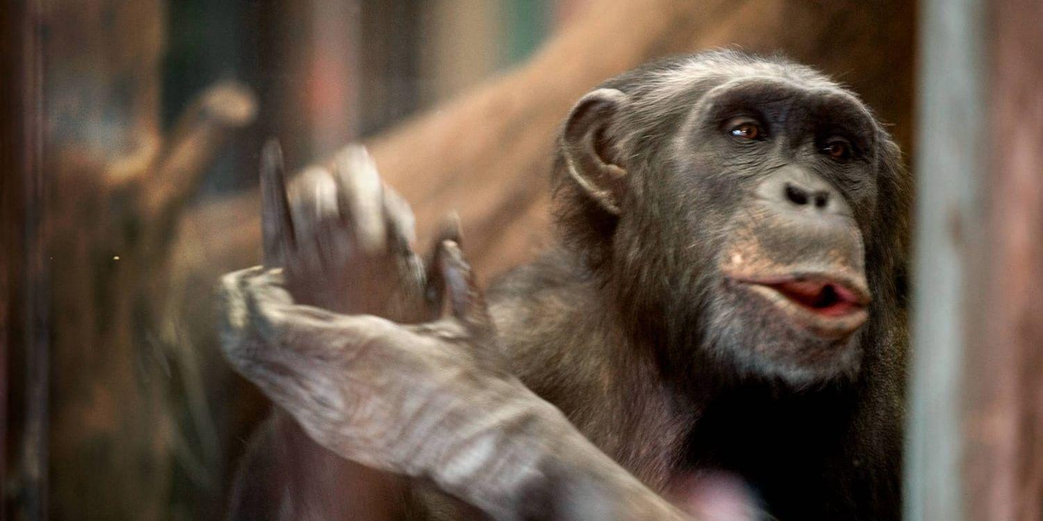 Apor härmar människor för att få kontakt med människorna utanför buren. Men djurparksbesökarna härmar aporna lika mycket. Arkivbild.