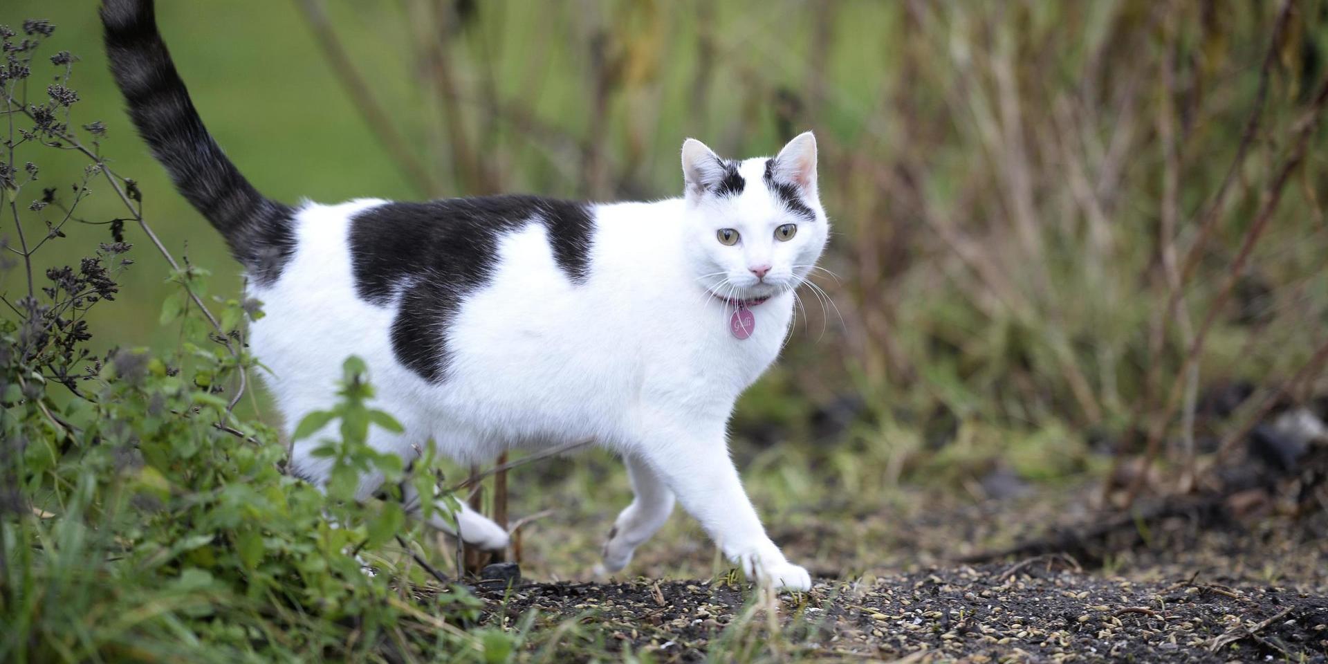 Skribenten vill informera om att flera katter har försvunnit i Munkedal den senaste tiden.