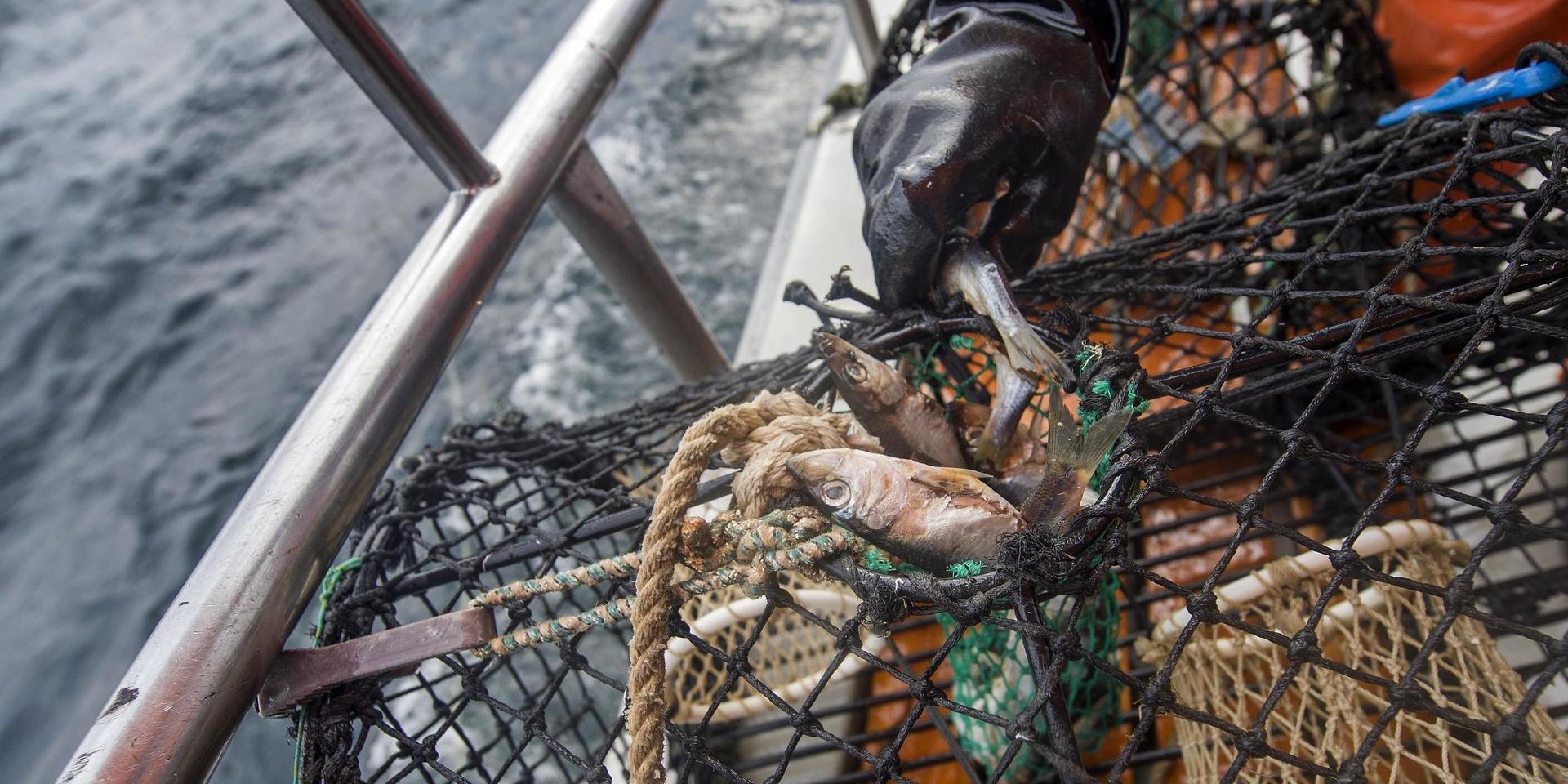 Några fiskare har fått nog av förstörda redskap och tog upp för i år&quot;, skriver Thomas Holm.