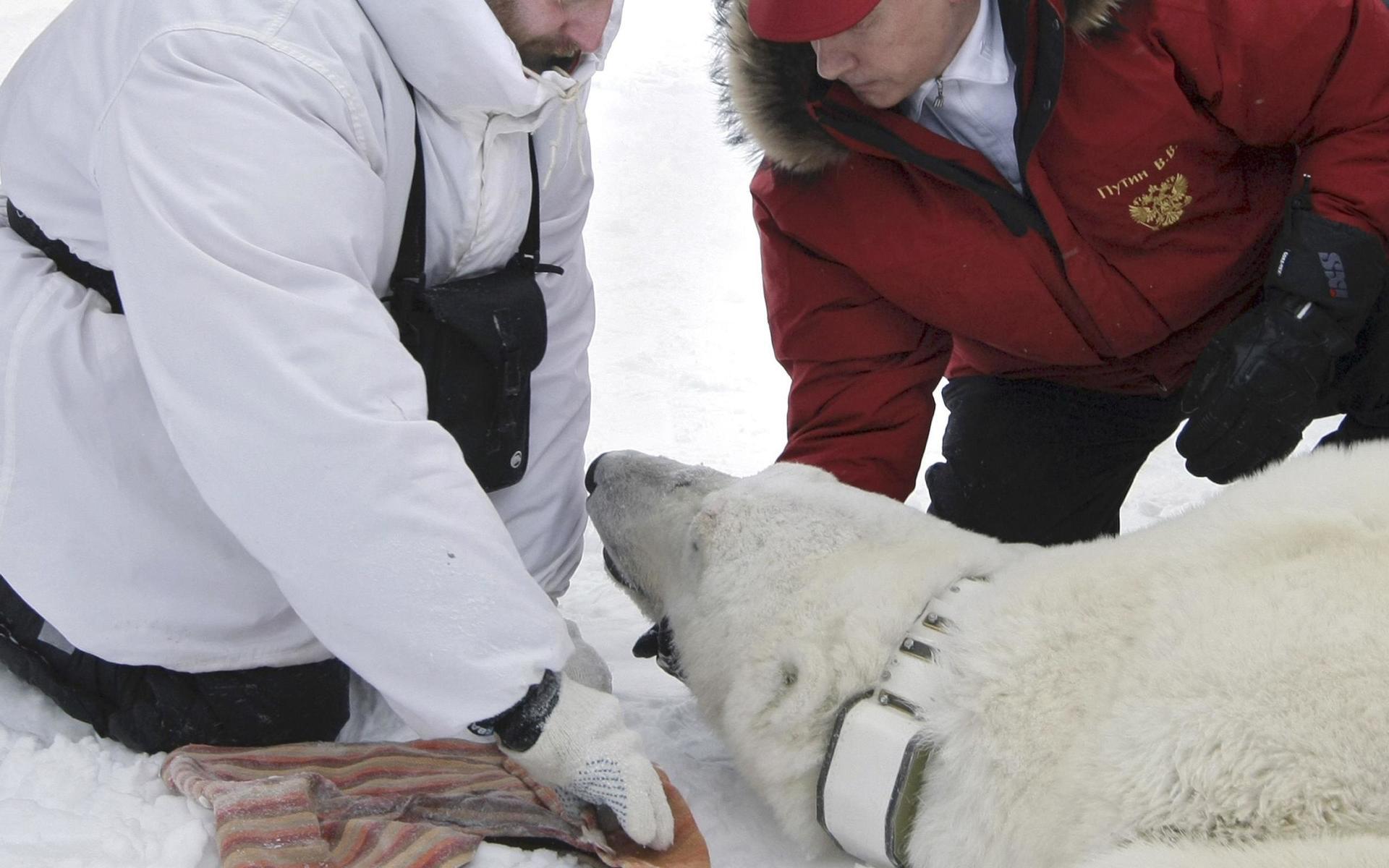 Russian Prime Minister Vladimir Putin, right, fixes a radio beacon on a neck of a polar bear, which was anaesthetized, during a visit to a research institute at the Franz Josef Land archipelago in the Arctic Ocean on Thursday, April 29, 2010.(AP Photo/RIA Novosti, pool)