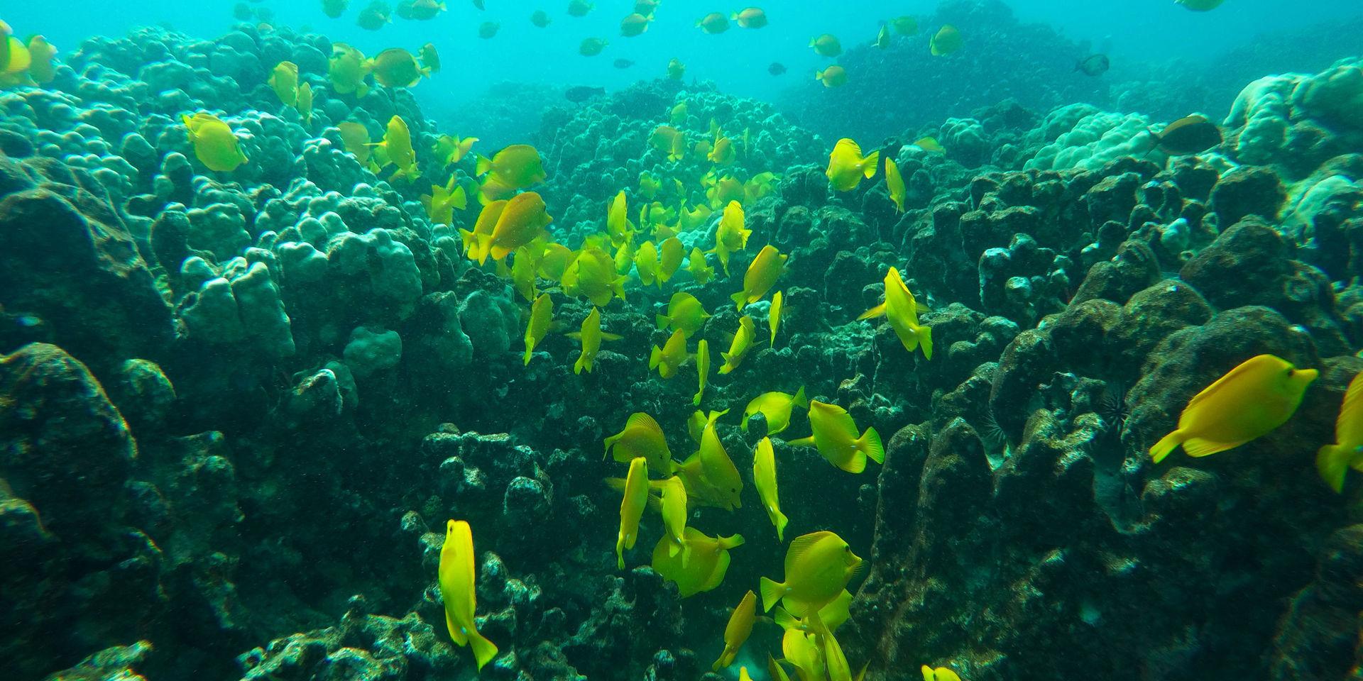 This Sept. 12, 2019 photo shows fish near coral in a bay on the west coast of the Big Island near Captain Cook, Hawaii. Just four years after a major marine heat wave killed nearly half of this coastline’s coral, federal researchers are predicting another round of hot water will cause some of the worst coral bleaching the region has ever seen.  (AP Photo/Brian Skoloff)  HIBS102