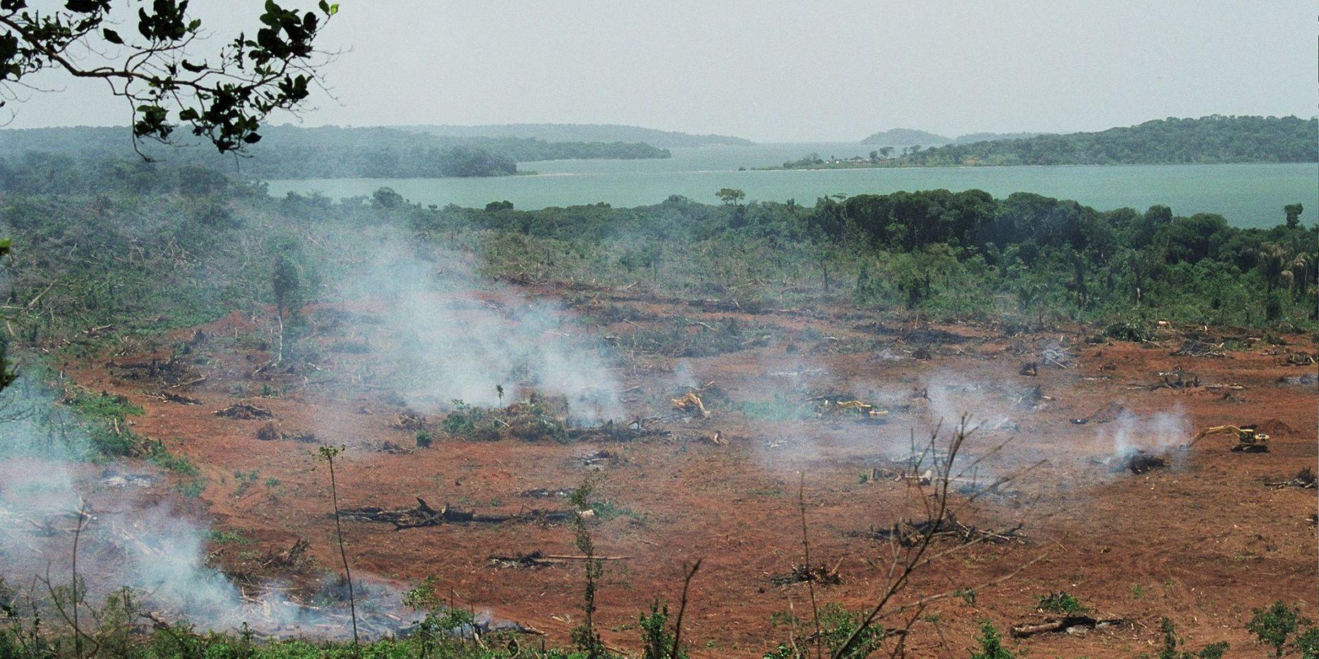 Skövling. Regnskog vid Viktoriasjön i Uganda ger plats för oljepalmsplantager. 