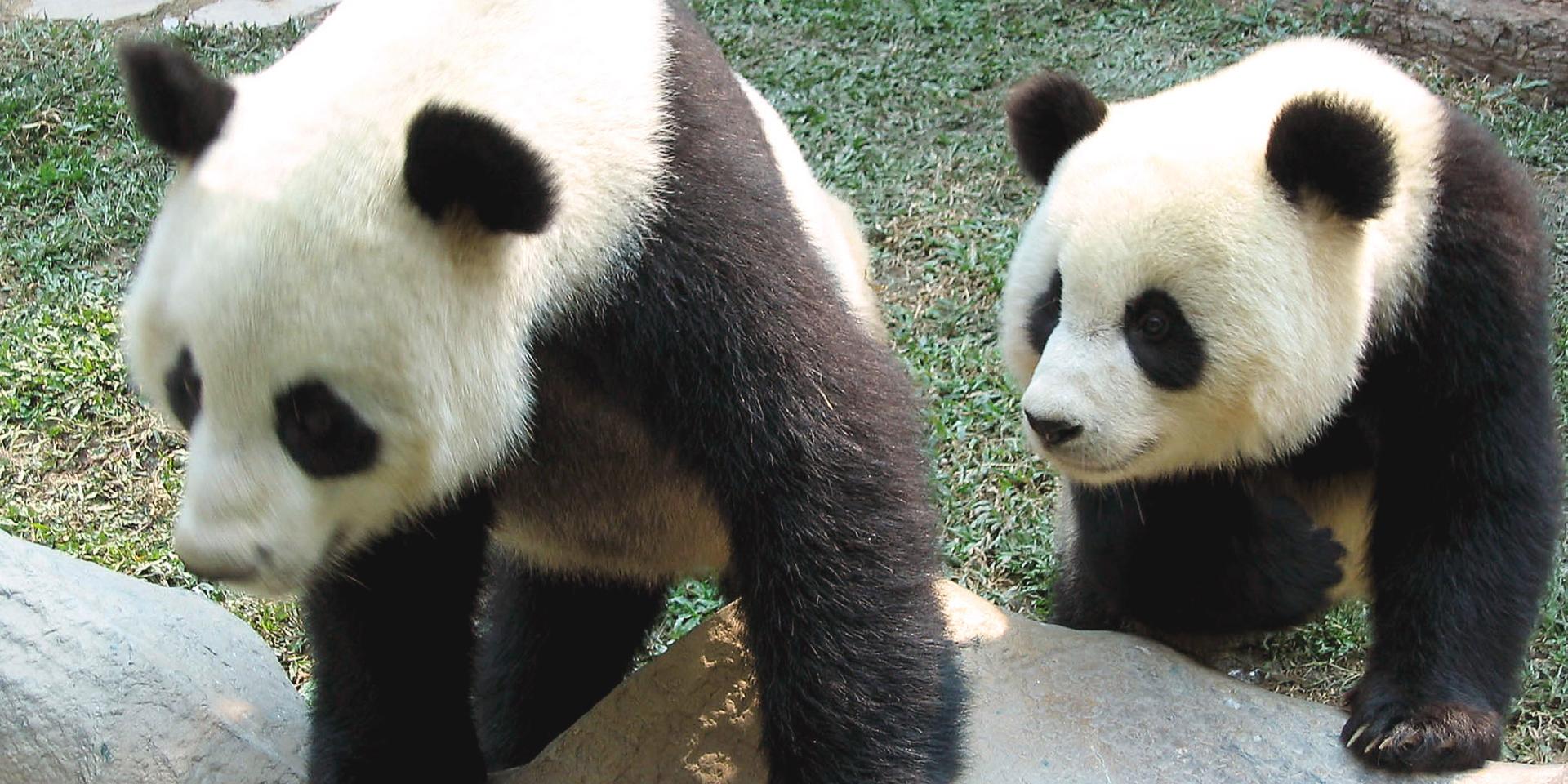Pandorna Chuang Chuang (till vänster) och Lin Hui bodde tillsammans på Chiang Mai Zoo i Thailand fram till Chuang Chuangs död i mitten av september. Arkivbild. 