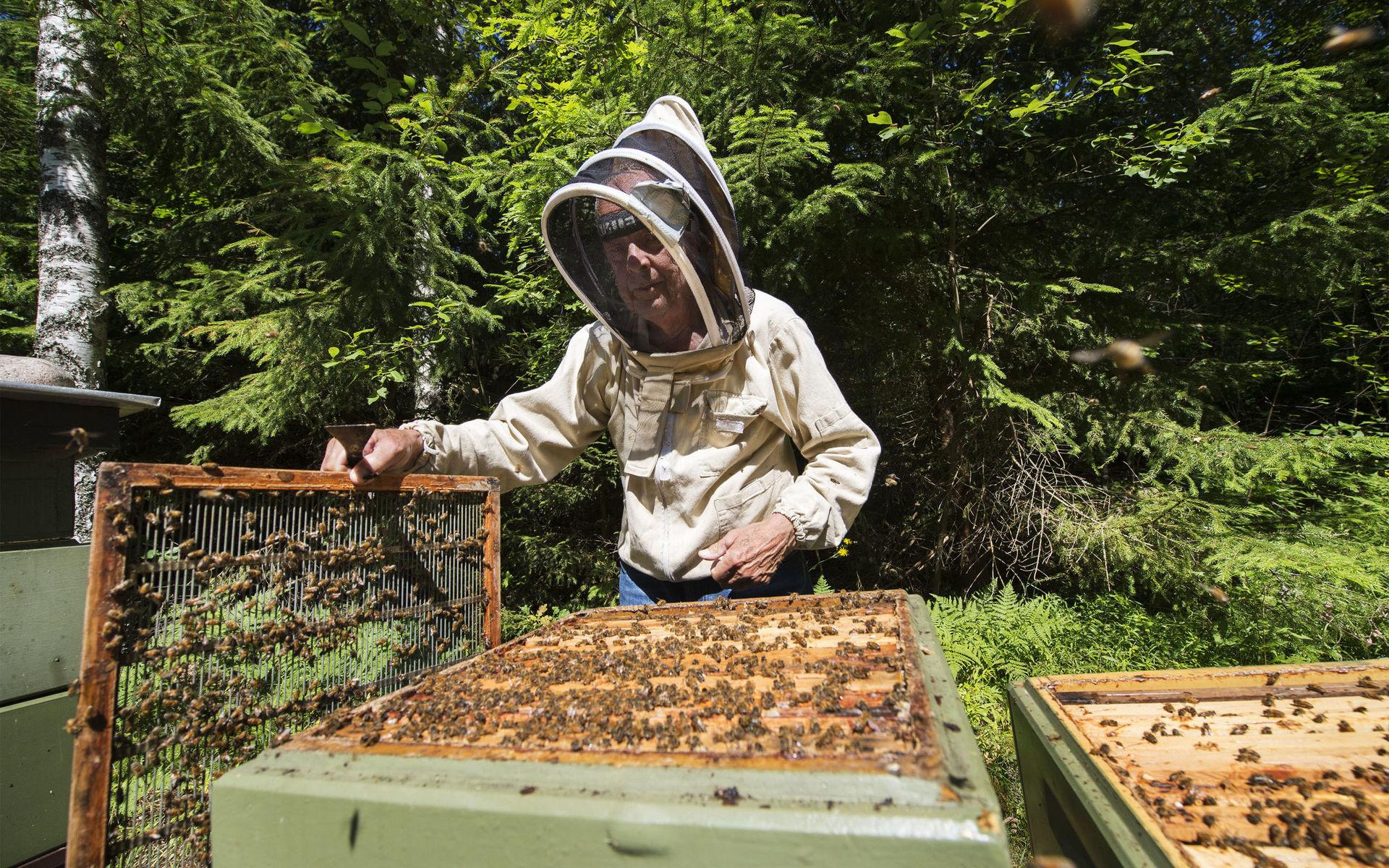 Magnus Samuelsson visar upp ett av sina många samhällen med bin.