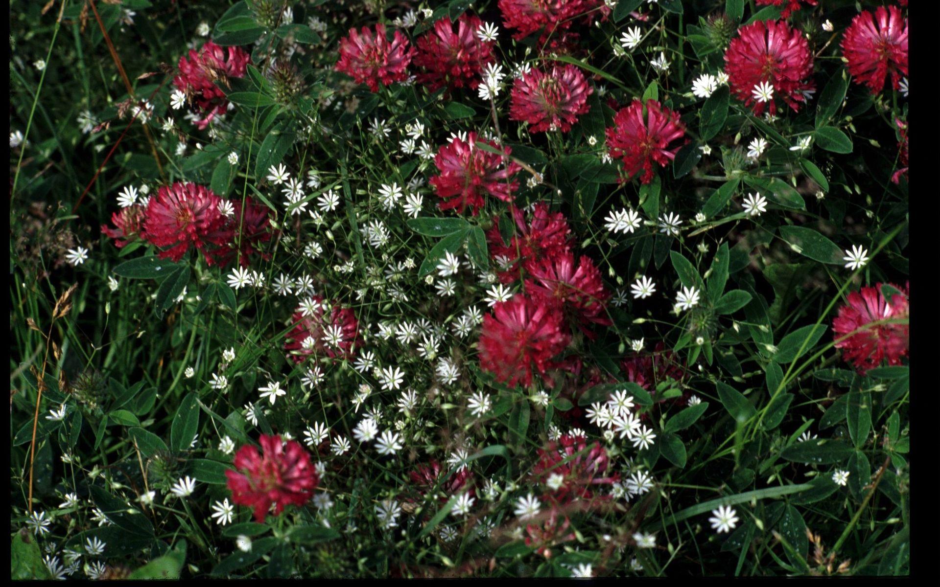 ARKIV 
Blomsteräng med klöverblom 
Foto: Hasse Holmberg  Kod 96 
COPYRIGHT SCANPIX SWEDEN 