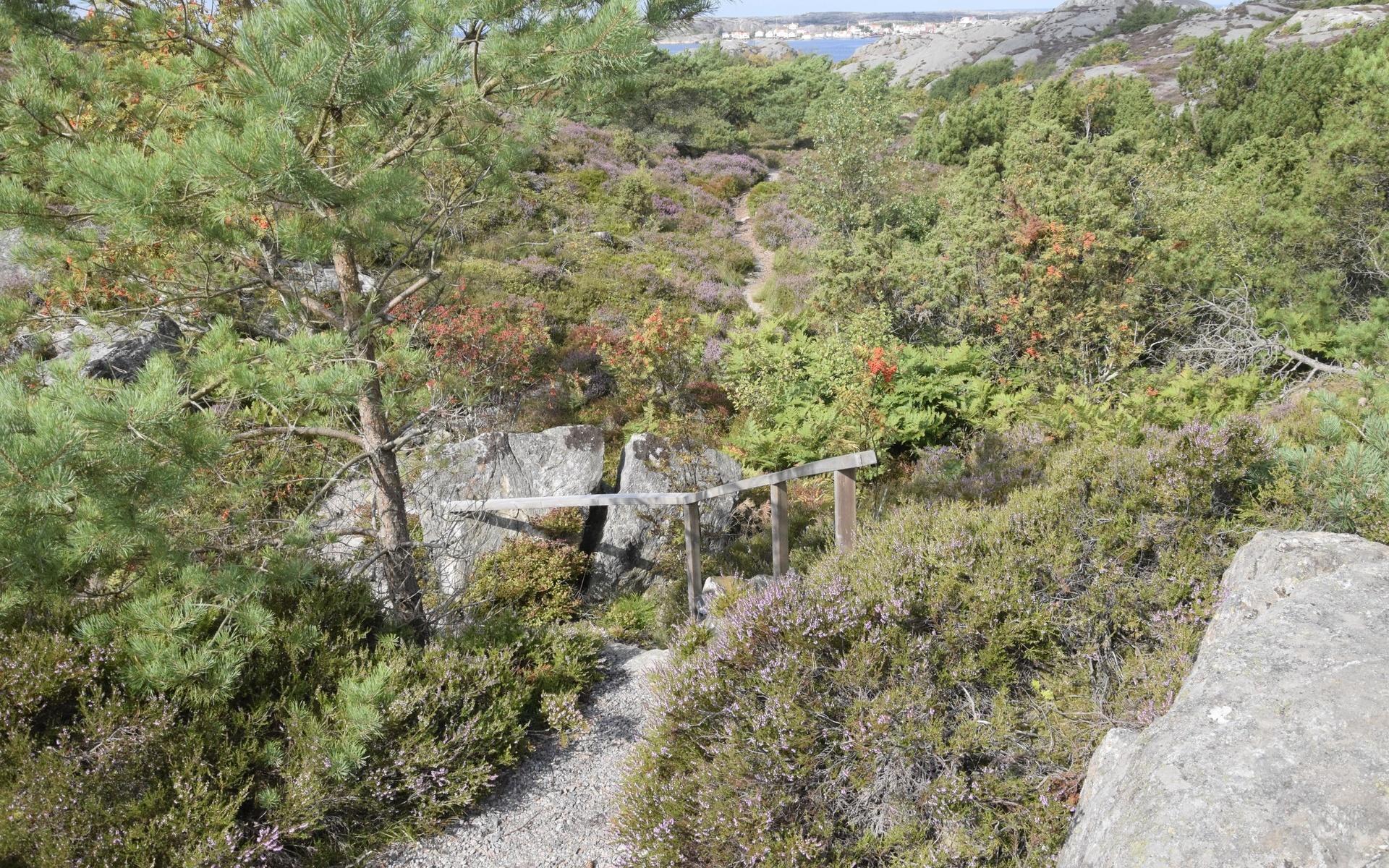 Den här stigen slingrar sig genom skogen ner till havet där det går att följa kustlinjen till Vigerna.